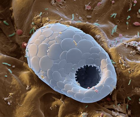 Journey to the Microcosmos: A Fascinating Dive into the Hidden World of Cells!